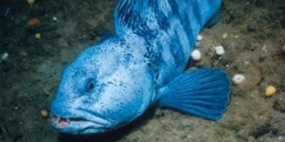 Жительница США увидела гигантскую синюю рыбу в озере Гастон (видео)